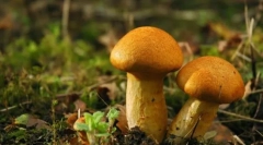 Гриби - королівство живих організмів