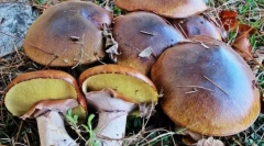 Гриби жирні