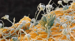 Гриб. Систематика, знаки, типи