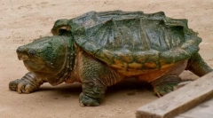 Мости черепаха