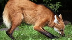 Близький вовк (охоронець)