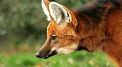 Гревний вовк (гуара)