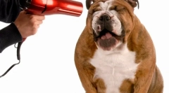 Догляд за собаками