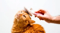 Доглядачі кішки вдома: види та особливості гігієни