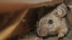 Є монтажна піна миші миші?