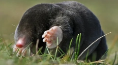 Гуманні методи знищення молів