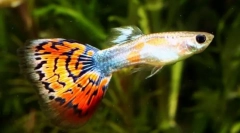 Guppy (poecilia reticulata)