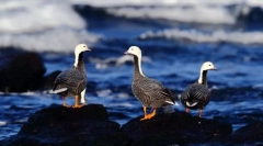 Гуссі. Відділення птахів