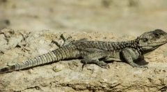 Характеристика підтипу черепа або хребетних