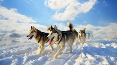 Husky (фото): свіжа любов і незалежна їзда собака