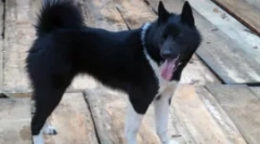 Хускі і як - ми шукаємо відмінності