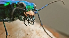 Хижацькі комахи