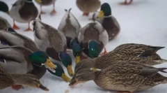 Хліб - ворог для качок та інших водоплавних птахів