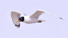 Хохутун черноголова