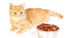 Holashing cat місто: відгуки та детальний огляд найкращого корму