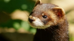 Хорек (фото): грайливий fidget і справжній друг