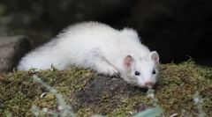 Опис струму, спосіб життя, середовища проживання, де живе