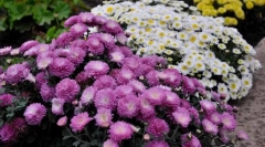 Хризантема садова