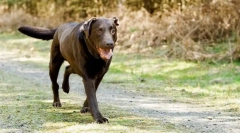 Кульгавість