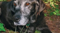 Хронічні та дегенеративні захворювання