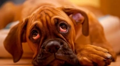 Хронічні захворювання печінки