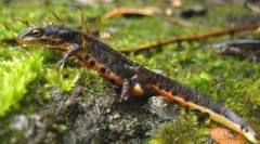 Хвостові амфібії