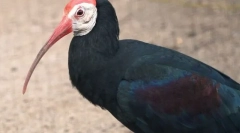 Ibis лисий південь