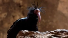 Ibis лисий північ