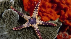 Іхаркін та молюски