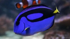 Іхтіологія