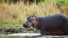 Вони мають подушку для нічого: 10 тварин, які майже не сплять взагалі