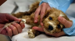 Імуно-опосередковані захворювання