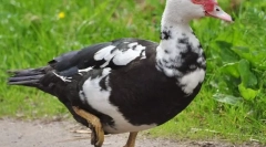 Індонадний