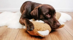 Інфекційні неврологічні захворювання