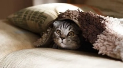 Цікаво про кішок