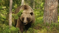 Цікаво про ведмедів