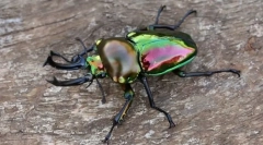 Цікаво про комах