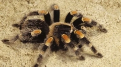 Цікаво про павука