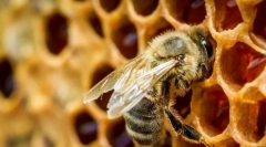 Цікаво про бджіл