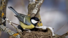 Цікаво про птахів