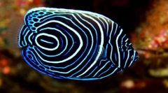 Цікаво про рибу