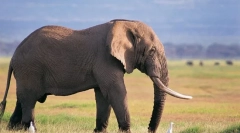 Цікаво про слона