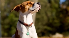 Цікаво про собак