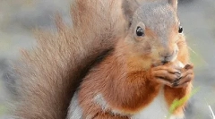 Цікаві факти про білки