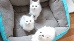 Цікаві факти про білих блакитних котів