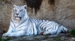 Цікаві факти про білих тигрів