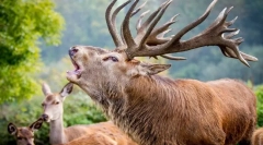 Цікаві факти про благородні оленів