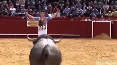 Цікаві факти про биків