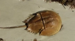 Цікаві факти про членистоногі