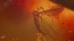 Цікаві факти про динозаврів